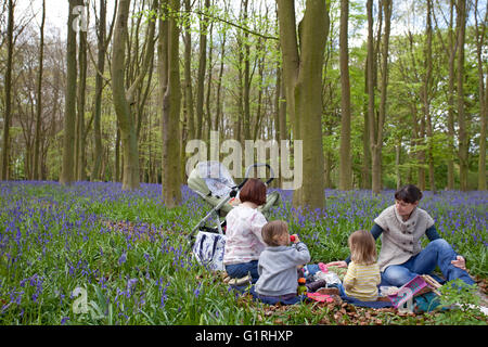 Picknick im Wald mit Glockenblumen Stockfoto