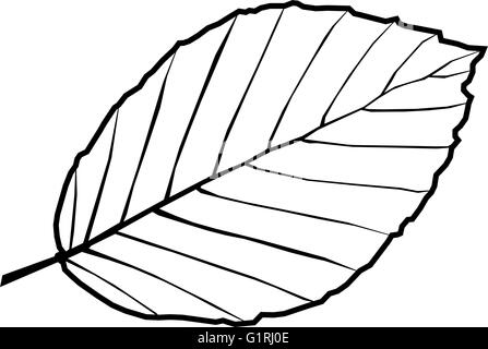 Buche, Fagus Sylvatica, Vektor, isolierte Buche Blatt, Stock Vektor