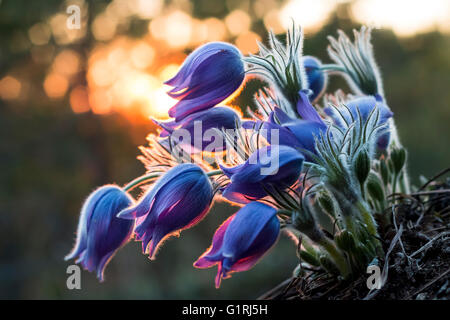 Östlichen Küchenschelle (Pulsatilla Patens) Stockfoto