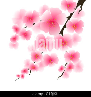 Frühlingsblumen Sie Rosa, Isolated on White Background. Stockfoto