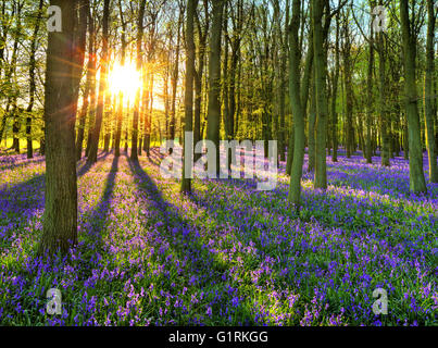 Glockenblumen auf Dockey Holz. Stockfoto