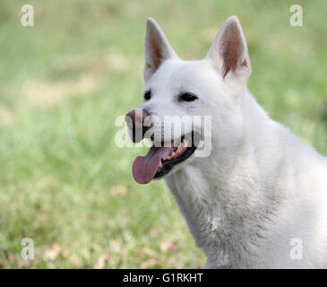 Schwedischer Elchhund weiß Stockfoto