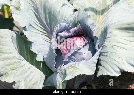 Eine Ernte reif rot Kohl (Brassica Oleracea Convar. Var Capitata Rubra l.) Stockfoto