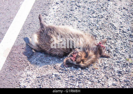 Roadkill Marderhund, an der Seite einer Straße Stockfoto