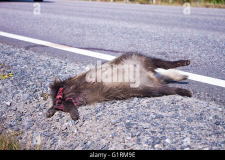 Roadkill Marderhund, am Straßenrand Stockfoto