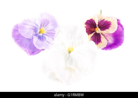 Baum verschiedene Arten von Viola Odorata Blumen Stockfoto