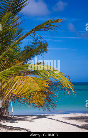 Palmen und blauem Himmel Paradies am Strand von Bavaro in Punta cana Stockfoto