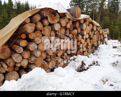 Haufen Brennholz Logss in einem Wald, an einem kalten Wintertag Stockfoto