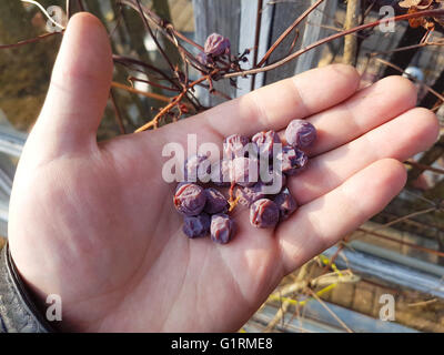 Handvoll getrocknete lila Trauben in einem Weingarten Stockfoto