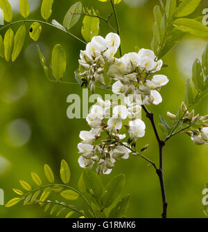Blüten der Robinie (Robinia Pseudoacacia) blühen im Frühling Stockfoto