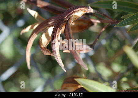 Nahaufnahme von getrockneten und split Azalea Samenkapseln Stockfoto