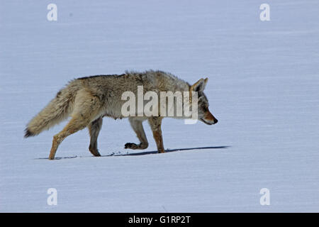 Kojote auf Nahrungssuche im Winter Stockfoto