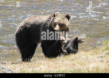Mama Grizzly Bär mit Cubs Stockfoto