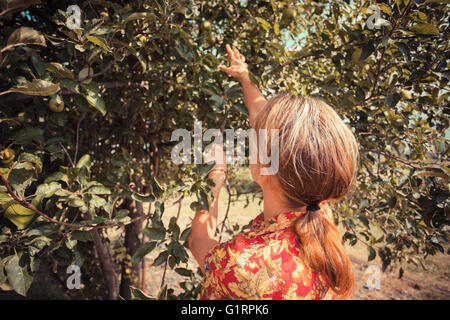 Eine junge Frau pflückt Äpfel in einem Obstgarten Stockfoto