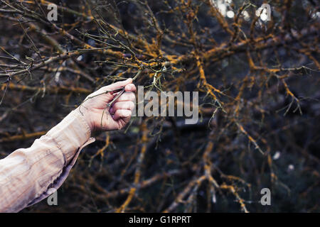 Hautnah an Hand einer jungen Frau, als sie einen Busch im Wald berührt Stockfoto