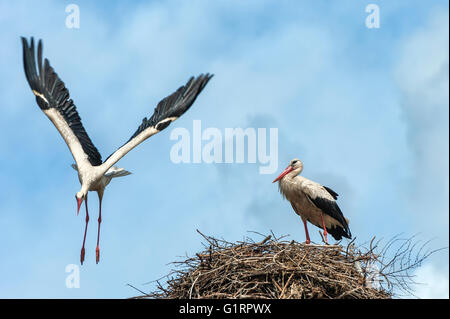 Paar Weißstörche (Ciconia Ciconia) auf dem Nest, eine im Flug, Izmir Province, Ägäis, Türkei Stockfoto