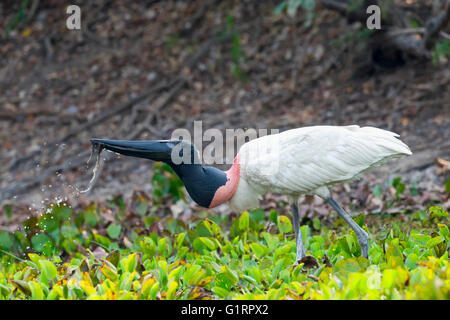 Jabiru (Jabiru Mycteria) trinken, Pantanal, Mato Grosso, Brasilien Stockfoto