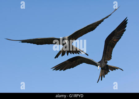 Herrliche Fregattvogels (Fregata magnificens), Fernando De Noronha, Brasilien Stockfoto