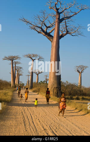 Allee der Baobabs (Affenbrotbäume Grandidieri), Morondava, Madagaskar Stockfoto