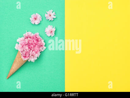 Kirschbaum Blüte im Eis auf farbigem Hintergrund. Frühling Blumen. stilvolle flach lag. Minimale Konzept Stockfoto