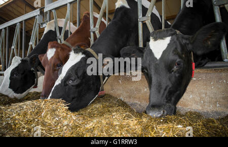Kühe in einem Stall Essen silage Stockfoto