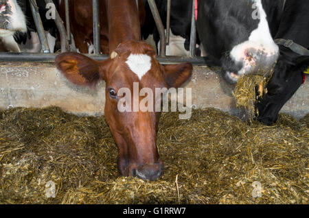 braune friesische Kuh in einem Stall Essen silage Stockfoto