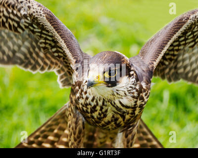 Ein Gefangener Harris Hawk (Parabuteo Unicinctus) irgendwann Bucht-winged Hawk oder Altrosa-Flügel Hawk mit ausgestreckten Flügeln genannt. Stockfoto