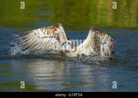 Fischadler (Pandion Haliaetus) beginnt nach der Jagd von Seewasser in Tampere, Westfinnland, Finnland Stockfoto