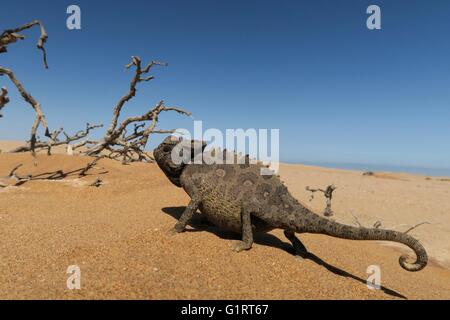 Namaqua Chamäleon (Chamaeleo Namaquensis), Namib-Wüste in Swakopmund, Namibia Stockfoto