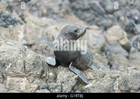 Südliche Fell Dichtung (arctocephalus forsteri) auf einem Felsen, Welpe, Otago Peninsula, Dunedin, South Island, Otago, Neuseeland Stockfoto