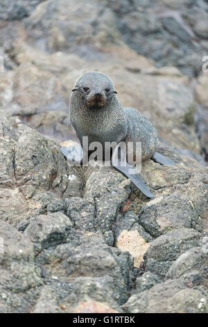 Südliche Fell Dichtung (arctocephalus forsteri) auf einem Felsen, Welpe, Otago Peninsula, Dunedin, South Island, Otago, Neuseeland Stockfoto