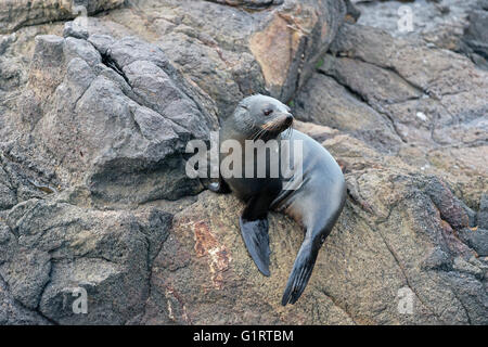 Südliche Fell Dichtung (arctocephalus forsteri) auf einem Felsen, Welpe, Otago Peninsula, Dunedin, South Island, Otago, Neuseeland Stockfoto