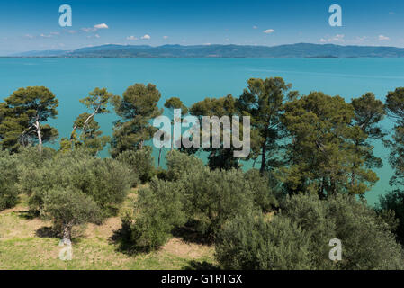 Kiefern (Pinus) an den Ufern des Trasimenischen See oder Lago Trasimeno, Castiglione del Lago, Umbrien, Italien Stockfoto