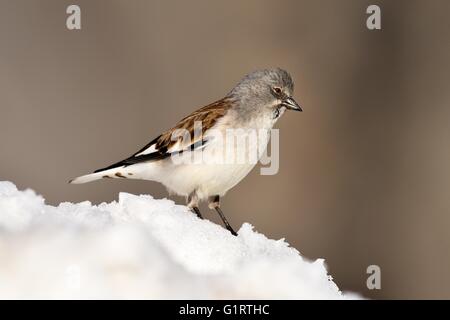 White.Winged Schnee Finch (Montifringilla Nivalis) im Schnee, Kanton Wallis, Schweiz Stockfoto