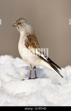 White.Winged Schnee Finch (Montifringilla Nivalis) im Schnee, Kanton Wallis, Schweiz Stockfoto