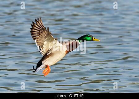 Stockente (Anas Platyrhynchos) Drake im Flug, Zugersee, Zug, Schweiz Stockfoto