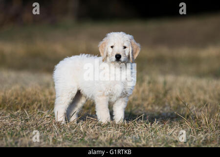 Goldendoodle auf der Wiese, Welpe, Hund Mischling, Tirol, Österreich Stockfoto