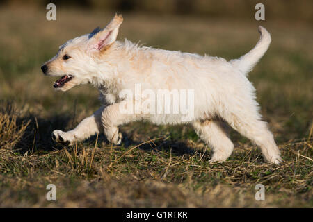 Goldendoodle läuft in Wiese, Welpe, Hund Mischling, Tirol, Österreich Stockfoto