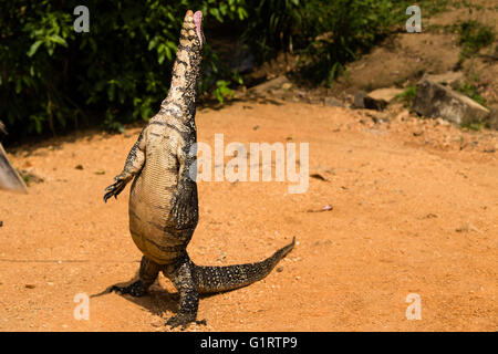 Bengal-Monitor oder gemeinsame Indian Monitor (Varanus Bengalensis) stehend, Sri Lanka Stockfoto