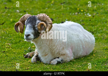 Scottish Blackface Schafe, Ziege, Isle Of Skye, Schottland, Vereinigtes Königreich Stockfoto