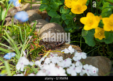 Nahaufnahme eines gemeinen Frosches, der am Rand eines Wildtierteichs im Garten sitzt England UK Großbritannien Großbritannien Großbritannien Stockfoto