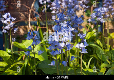 Nahaufnahme von kultivierten Bluebells bluebell blaue Blumen Blüte im Garten im Frühjahr England UK Vereinigtes Königreich GB Großbritannien Stockfoto