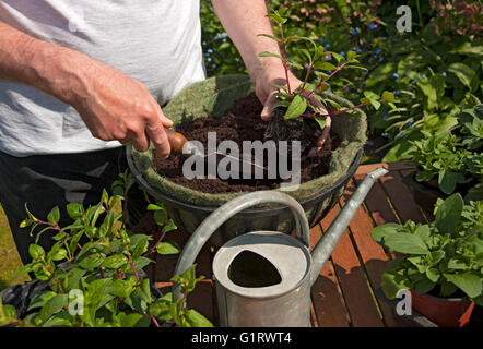 Nahaufnahme eines Gärtners, der eine Fuchsia-Fuchsias-Pflanze in einem Hängekorb anpflanzt England Großbritannien Großbritannien Großbritannien Großbritannien Großbritannien Stockfoto
