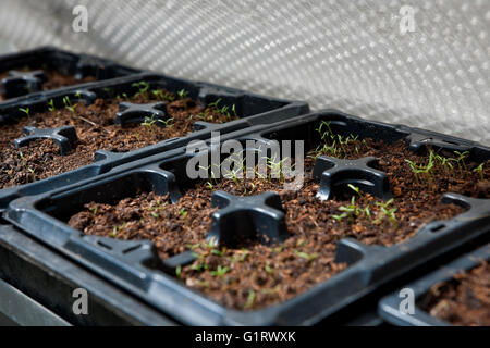 Pansy pansies jährliche Blumenkeimlinge, die in Kunststoff-Setzwannen wachsen, Samenwannen im Gewächshaus England Vereinigtes Königreich Großbritannien Stockfoto