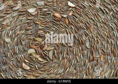 Wollen Baum: Münzen in Baumstamm für Glück gehämmert. Die Eremitage, Dunkeld, Perthshire, Schottland Stockfoto