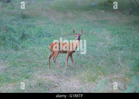 Rehe Capreolus Capreolus New Forest Nationalpark Hampshire England Stockfoto