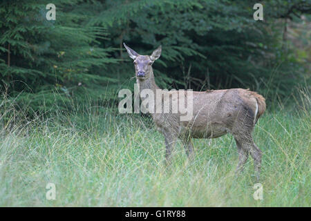 Rothirsch Cervus Elaphus Hirschkuh auf grasbewachsenen fahren im New Forest Hampshire England Stockfoto