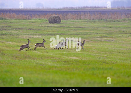 Rehe Capreolus Capreolus Gruppe auf der Weide in der Nähe von Budapest Ungarn Stockfoto