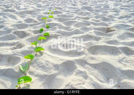 Ipomoea Pflanze auf Sand Strand Hintergrund Stockfoto