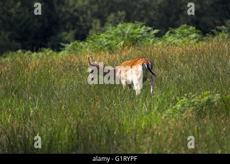 Damhirsch Dama Dama Young buck Bolderwood Deer Sanctuary New Forest Nationalpark Hampshire England Stockfoto